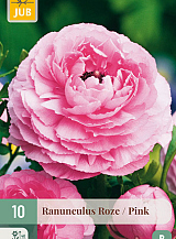X 10 RANUNCULUS ROZE