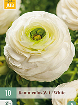 X 10 RANUNCULUS WIT VJ