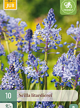 X 10 SCILLA LITARDIEREI
