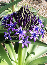 X   10 SCILLA PERUVIANA