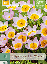 X 10 TULIPA BAKERI LILAC WONDER