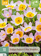 X 10 TULIPA BAKERI LILAC WONDER