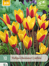 X 10 TULIPA CLUSIANA CYNTHIA