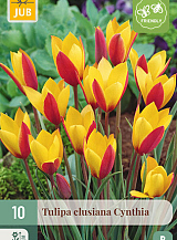 X 10 TULIPA CLUSIANA CYNTHIA