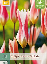 X 10 TULIPA CLUSIANA STELLATA
