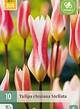 X 10 TULIPA CLUSIANA STELLATA