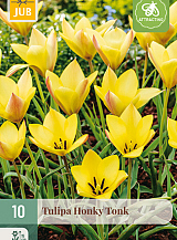 X 10 TULIPA HONKY TONK