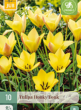 X 10 TULIPA HONKY TONK