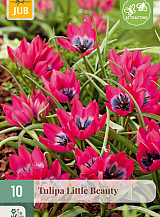 X 10 TULIPA LITTLE BEAUTY