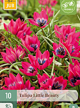 X 10 TULIPA LITTLE BEAUTY