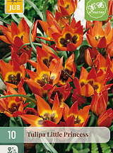 X 10 TULIPA LITTLE PRINCESS