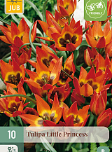 X 10 TULIPA LITTLE PRINCESS