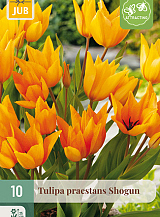X 10 TULIPA PRAESTANS SHOGUN