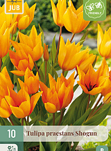 X 10 TULIPA PRAESTANS SHOGUN