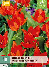 X 10 TULIPA PRAESTANS ZWANENBURG VARIETY