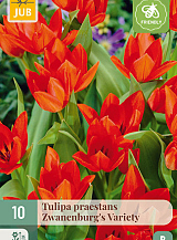 X 10 TULIPA PRAESTANS ZWANENBURG VARIETY