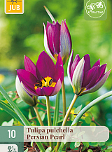 X 10 TULIPA PULCH. PERSIAN PEARL