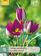 X 10 TULIPA PULCH. PERSIAN PEARL