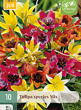 X 10 TULIPA SPECIES MIX