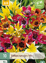 X 10 TULIPA SPECIES MIX