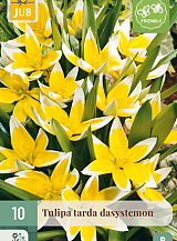 X 10 TULIPA TARDA DASYSTEMON