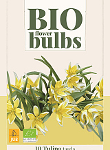 X 10 TULIPA TARDA - BIO