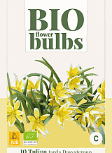 X 10 TULIPA TARDA DASYSTEMON - BIO