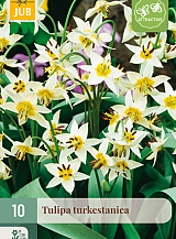 X 10 TULIPA TURKESTANICA