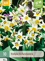 X 10 TULIPA TURKESTANICA