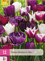 X 12 TULIPA BLUEBERRY MIX