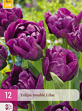 X 12 TULIPA DOUBLE LILAC