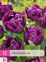 X 12 TULIPA DOUBLE LILAC