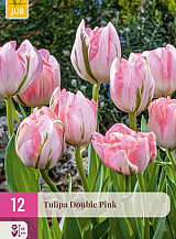 X 12 TULIPA DOUBLE PINK