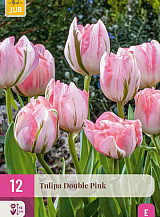 X 12 TULIPA DOUBLE PINK