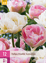 X 12 TULIPA DOUBLE SENSATION