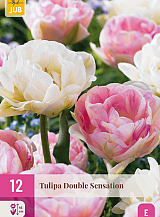 X 12 TULIPA DOUBLE SENSATION