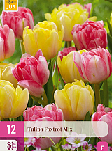 X 12 TULIPA FOXTROT MIX