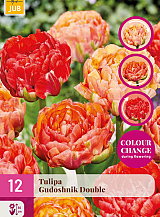 X 12 TULIPA GUDOSHNIK DOUBLE