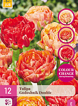 X 12 TULIPA GUDOSHNIK DOUBLE