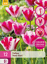 X 12 TULIPA MATA HARI