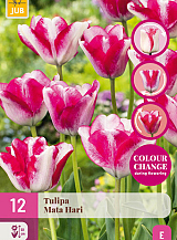 X 12 TULIPA MATA HARI