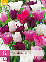 X 12 TULIPA PASTEL MIX