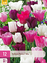 X 12 TULIPA PASTEL MIX