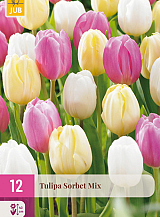 X 12 TULIPA SORBET MIX