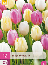 X 12 TULIPA SORBET MIX