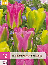 X 12 TULIPA STRAWBERRY LEMONADE