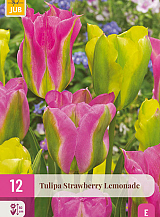 X 12 TULIPA STRAWBERRY LEMONADE