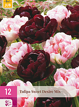 X 12 TULIPA SWEET DESIRE MIX