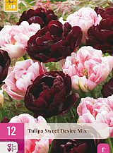 X 12 TULIPA SWEET DESIRE MIX