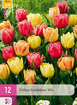 X 12 TULIPA SYMBIOSE MIX